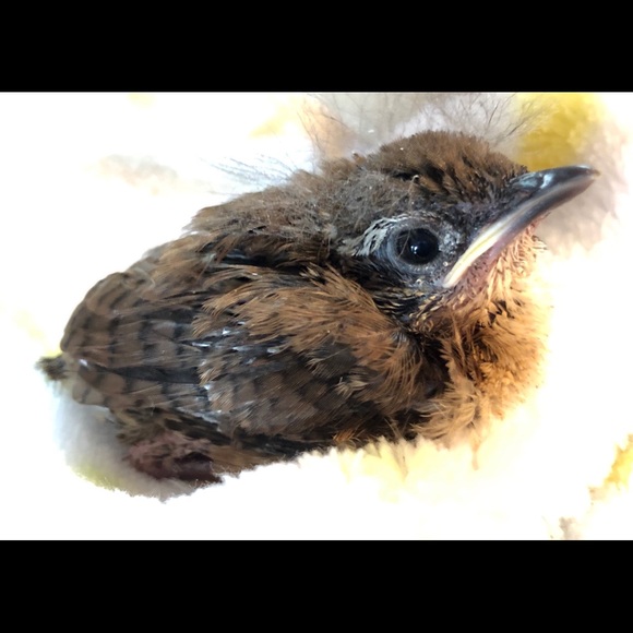 Meet your Posher, Michelle 🦇🐢🦨🦝🐿🦡🦔🐀 - Picture 7 of 16